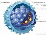 Virus Viêm Não Nhật Bản Có Đặc Điểm Gì